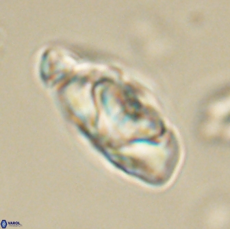 Heliolithus nefroeidis 66698