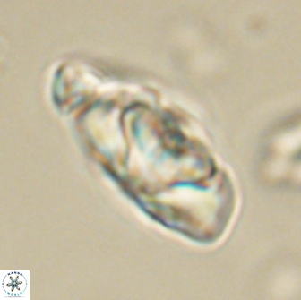 Heliolithus nefroeidis 66698