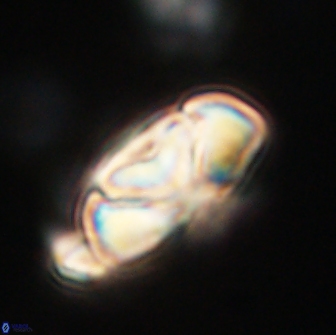 Heliolithus nefroeidis 66690