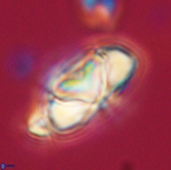 Heliolithus nefroeidis 66692