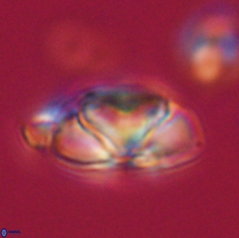 Heliolithus nefroeidis 66693