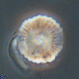 Heliolithus nefroeidis 66704