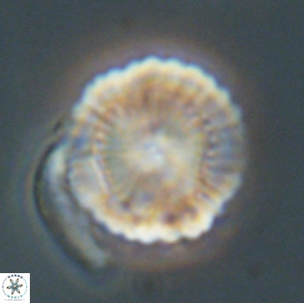 Heliolithus nefroeidis 66704