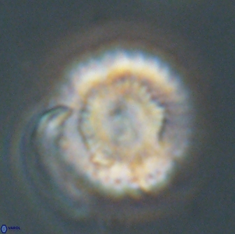 Heliolithus nefroeidis 66705