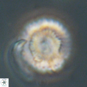 Heliolithus nefroeidis 66705