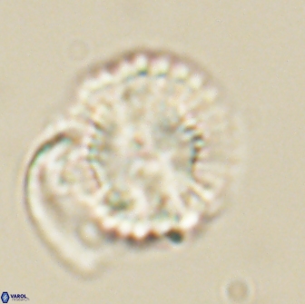 Heliolithus nefroeidis 66706