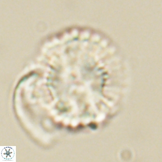 Heliolithus nefroeidis 66706