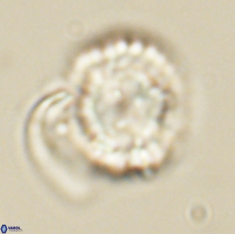 Heliolithus nefroeidis 66707