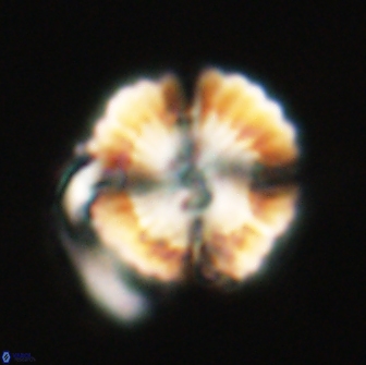 Heliolithus nefroeidis 66708