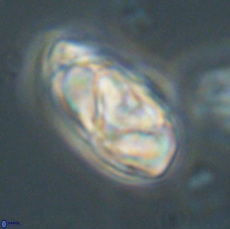 Heliolithus nefroeidis 66700