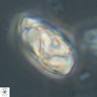 Heliolithus nefroeidis 66700