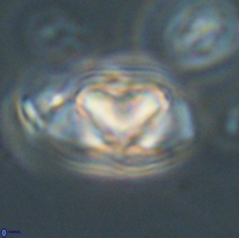 Heliolithus nefroeidis 66701