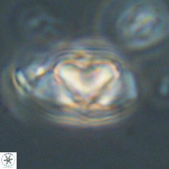 Heliolithus nefroeidis 66701