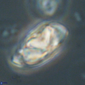 Heliolithus nefroeidis 66702