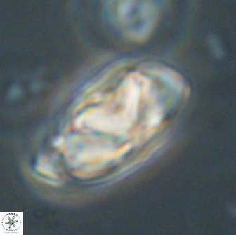 Heliolithus nefroeidis 66702