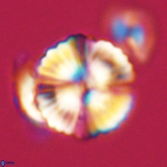 Heliolithus nefroeidis 66715