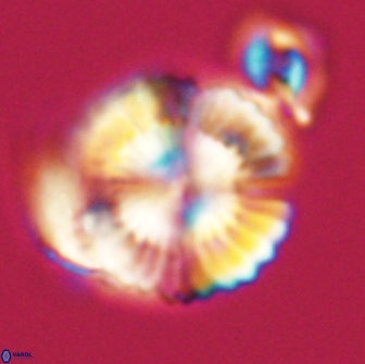 Heliolithus nefroeidis 66716