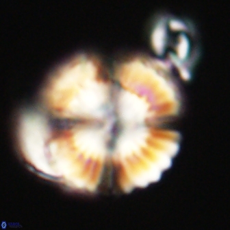 Heliolithus nefroeidis 66717