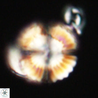 Heliolithus nefroeidis 66717