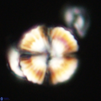 Heliolithus nefroeidis 66718