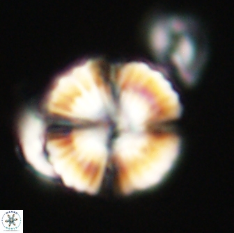 Heliolithus nefroeidis 66718