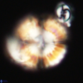 Heliolithus nefroeidis 66719