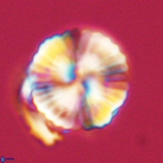 Heliolithus nefroeidis 66710