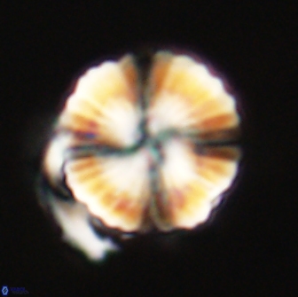 Heliolithus nefroeidis 66711