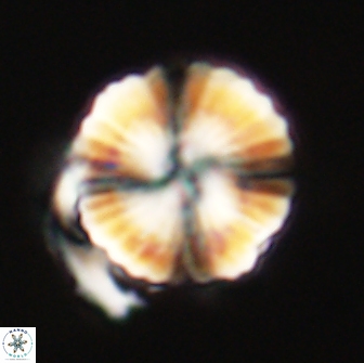 Heliolithus nefroeidis 66711