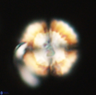 Heliolithus nefroeidis 66713