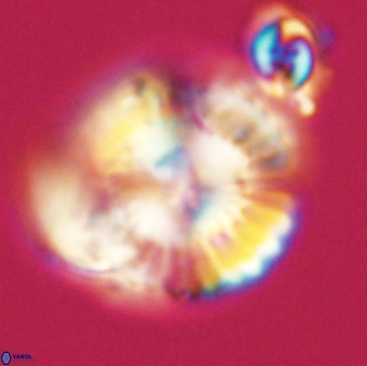 Heliolithus nefroeidis 66720