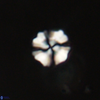 Heliolithus nefroeidis 69329