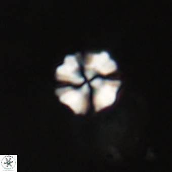 Heliolithus nefroeidis 69329