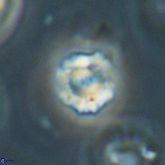 Heliolithus nefroeidis 69334