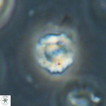 Heliolithus nefroeidis 69334