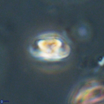 Heliolithus nefroeidis 69335