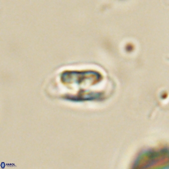 Heliolithus nefroeidis 69336