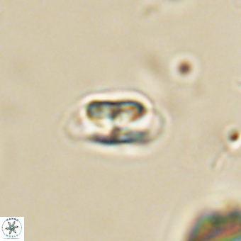 Heliolithus nefroeidis 69336