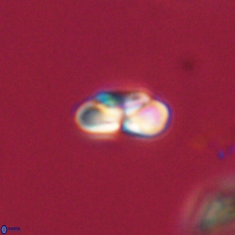 Heliolithus nefroeidis 69337