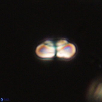 Heliolithus nefroeidis 69338