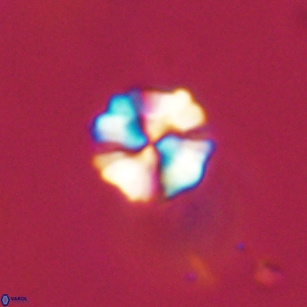 Heliolithus nefroeidis 69330