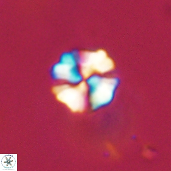 Heliolithus nefroeidis 69330