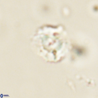 Heliolithus nefroeidis 69331