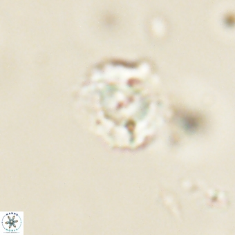 Heliolithus nefroeidis 69331