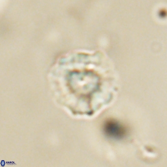 Heliolithus nefroeidis 69332