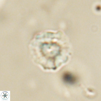 Heliolithus nefroeidis 69332