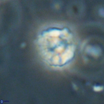 Heliolithus nefroeidis 69333