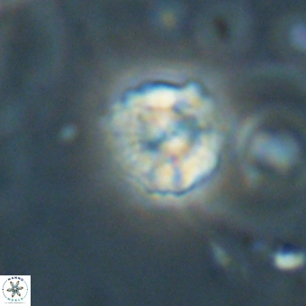 Heliolithus nefroeidis 69333