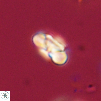 Heliolithus nefroeidis 69344