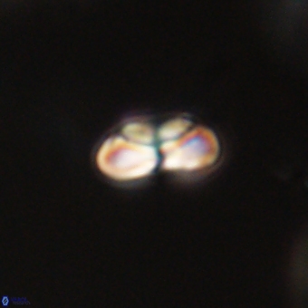 Heliolithus nefroeidis 69347